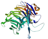 Protein Phosphatase 2, Regulatory Subunit B Alpha (PPP2R2a)