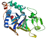 Protein Phosphatase 3, Catalytic Subunit Beta Isoform (PPP3Cb)