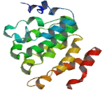 Protein Phosphatase 4, Regulatory Subunit 4 (PPP4R4)