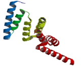 Protein Phosphatase 5, Catalytic Subunit (PPP5C)