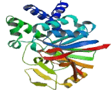 Protein Phosphatase 6, Catalytic Subunit (PPP6C)