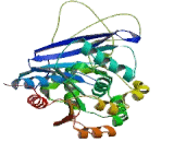 Protein Phosphatase Methylesterase 1 (PPME1)