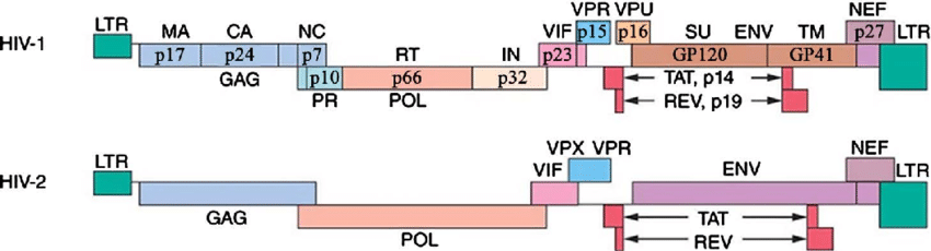 Protein Rev, HIV2 (Rev)