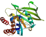 Protein Tyrosine Phosphatase, Non Receptor Type 12 (PTPN12)