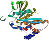 Protein Tyrosine Phosphatase, Non Receptor Type 2 (PTPN2)