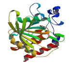 Protein Tyrosine Phosphatase, Non Receptor Type 3 (PTPN3)