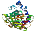 Protein Tyrosine Phosphatase, Non Receptor Type 4 (PTPN4)