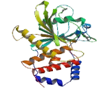 Protein Tyrosine Phosphatase, Non Receptor Type 9 (PTPN9)