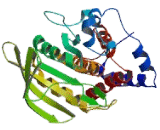 Protein Tyrosine Phosphatase Receptor Type D (PTPRD)