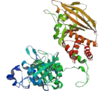 Protein Tyrosine Phosphatase Receptor Type E (PTPRE)