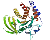 Protein Tyrosine Phosphatase Receptor Type H (PTPRH)