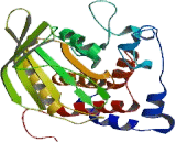 Protein Tyrosine Phosphatase Receptor Type K (PTPRK)