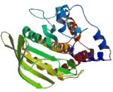 Protein Tyrosine Phosphatase Receptor Type M (PTPRM)