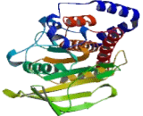 Protein Tyrosine Phosphatase Receptor Type N (PTPRN)