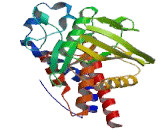 Protein Tyrosine Phosphatase Receptor Type O (PTPRO)