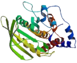 Protein Tyrosine Phosphatase Receptor Type U (PTPRU)