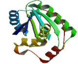 Protein Tyrosine Phosphatase Type IVA 1 (PTP4A1)