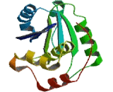 Protein Tyrosine Phosphatase Type IVA 2 (PTP4A2)