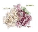 Protein Vpx, HIV2 (Vpx)