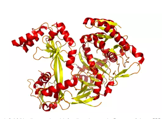 Protein argonaute, Pyrococcus furiosus (Ago)