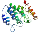 Proteolipid Protein 1, Myelin (PLP1)