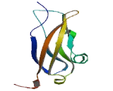 Protocadherin 8 (PCDH8)