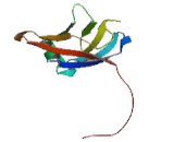 Protocadherin Beta 1 (PCDHb1)