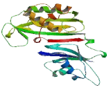 Pseudouridylate Synthase Like Protein 1 (PUSL1)