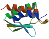 Pterin 4 Alpha Carbinolamine Dehydratase 1 (PCBD1)