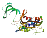 Purinergic Receptor P2X, Ligand Gated Ion Channel 7 (P2RX7)