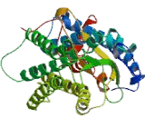 Purinergic Receptor P2Y, G Protein Coupled 11 (P2RY11)