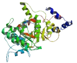 Putative Homeodomain Transcription Factor 2 (PHTF2)