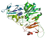 Pyridine Nucleotide Disulfide Oxidoreductase Domain Containing Protein 1 (PYROXD1)