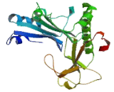 Pyridoxal Dependent Decarboxylase Domain Containing Protein 1 (PDXDC1)