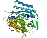 Pyridoxal Kinase (PDXK)