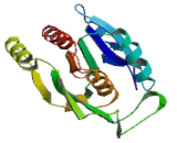 Pyroglutamyl Peptidase I (PGPEP1)