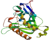 Pyrophosphatase 1 (PPA1)