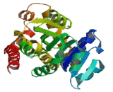 Pyrroline-5-Carboxylate Reductase 2 (PYCR2)