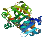 Pyrroline-5-Carboxylate Reductase Like Protein (PYCRL)