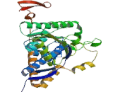 Pyruvate dehydrogenase alpha 1 (PDHA1)