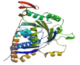 Pyruvate Dehydrogenase Alpha 2 (PDHa2)