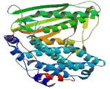 Pyruvate Dehydrogenase Kinase Isozyme 3 (PDK3)