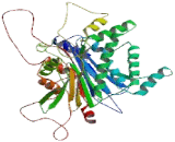 Pyruvate Dehydrogenase Phosphatase 2 (PDP2)