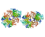 Pyruvate Kinase Isozymes M1/M2 (PKM1/M2)