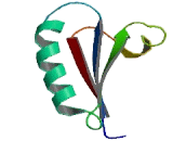 Quiescin Q6 Sulfhydryl Oxidase 1 (QSOX1)