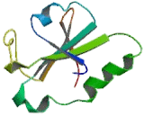 Quiescin Q6 Sulfhydryl Oxidase 2 (QSOX2)