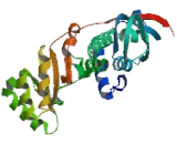 Quinolinate Phosphoribosyltransferase (QPRT)