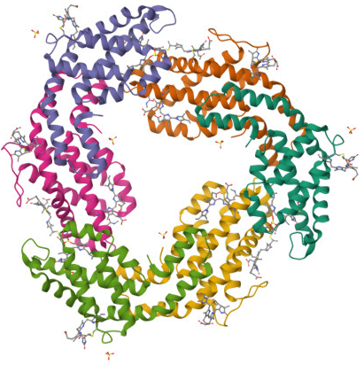 R-phycoerythrin (R-PE)