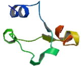 RAB, Member Of RAS Oncogene Family Like Protein 2B (RABL2B)