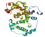 RAB GTPase Activating Protein 1 Like Protein (RABGAP1L)